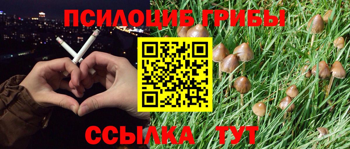 Псилоцибиновые грибы Psilocybe Миасс